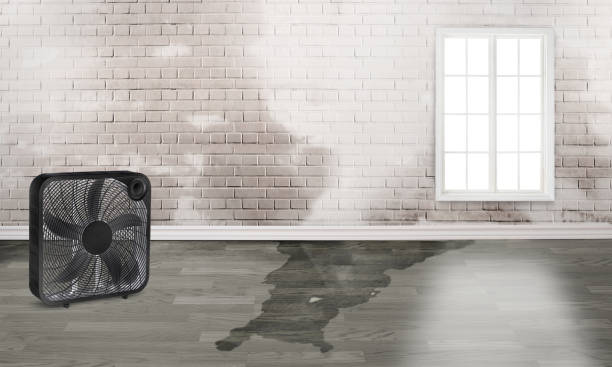Best Water damage restoration company  in Ottumwa, IA